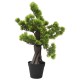 Zöld cserepes mű fenyőbonsai 60 cm Zöld cserepes mű fenyőbonsai 60 cm