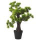 Zöld cserepes mű fenyőbonsai 60 cm Zöld cserepes mű fenyőbonsai 60 cm