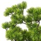 Zöld cserepes mű fenyőbonsai 60 cm Zöld cserepes mű fenyőbonsai 60 cm