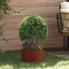 Ültető gyűrű 5 pcs barna 30 x 30 x 20 cm időjárásálló acél