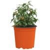 Virág cserép 50 pcs terrakotta ø 15 x 13 cm műanyag